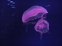 迪拜,阿拉伯聯(lián)合酋長國,水族館