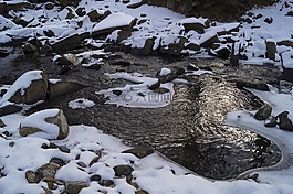 雪,公園,樹