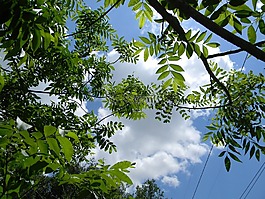 綠色,天空,云