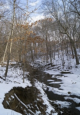 雪,公園,樹