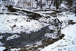 雪,公園,樹