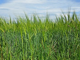 麥田,谷物,農(nóng)業(yè)