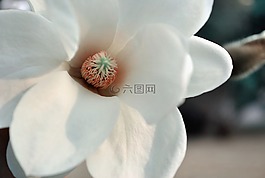 花,玉蘭,清新