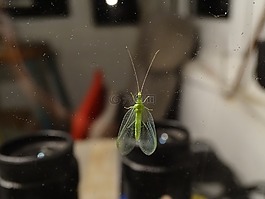手表,夜,雙筒望遠(yuǎn)鏡