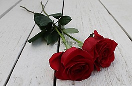 紅玫瑰,玫瑰,花