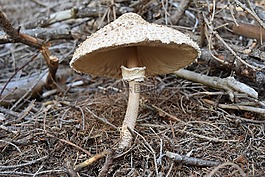 真菌,秋,蘑菇