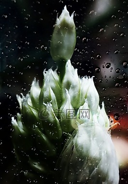 鲜花雨天,灰色的天,雨