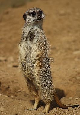 動(dòng)物園,動(dòng)物,獴