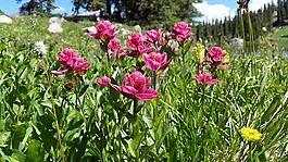 山的花,红色画笔,绿色