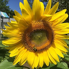 太陽花,蜜蜂,花園