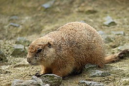 動(dòng)物園,動(dòng)物,關(guān)閉