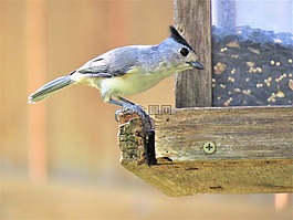 鳥,野生動物,自然
