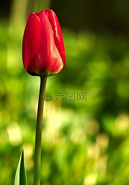 郁金香,紅色的郁金香,春天