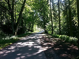 森林,森林路徑,路