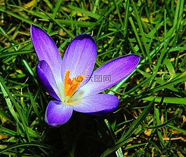 藏紅花,開花,花