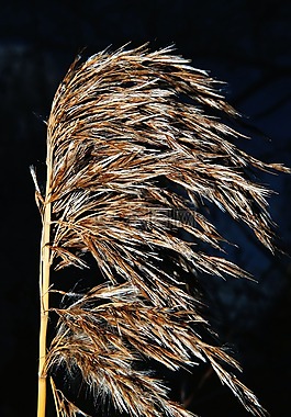 草,盛開(kāi),性質(zhì)