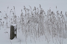 冬天,雪,冷