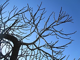樹,天空,秋