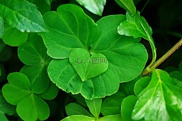 植物,心,四葉草