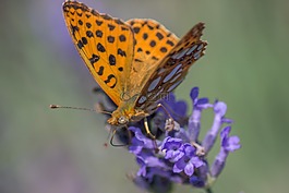 buterfly,薰衣草,特寫(xiě)