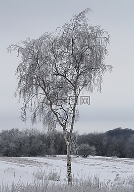 冬天,雪,冷