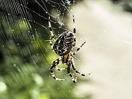 蜘蛛,web,甲蟲