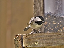 鳥,小,可愛