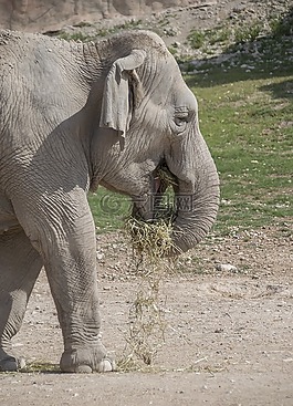 象,哺乳動物,野生動物