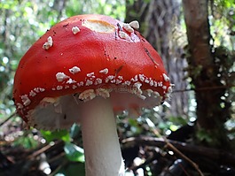 性質(zhì),植物區(qū)系,真菌