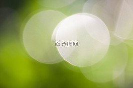 散景,绿色,聚焦