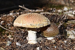 真菌,毒蝇伞,amanitas