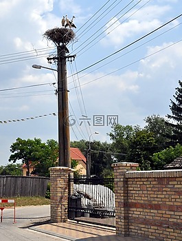 martos,高地,鸛