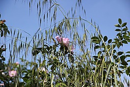 粉红色,玫瑰,植物