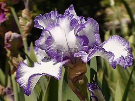 鳶尾花,花,自然