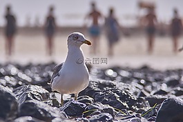 海鷗,海灘,人類