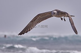 海鷗,海灘,人類