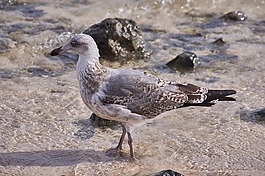 性質(zhì),動物世界,鳥