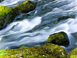 水,苔,河