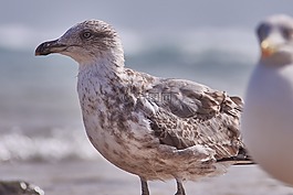 海鷗,海灘,人類