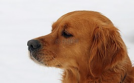狗,動物,寵物