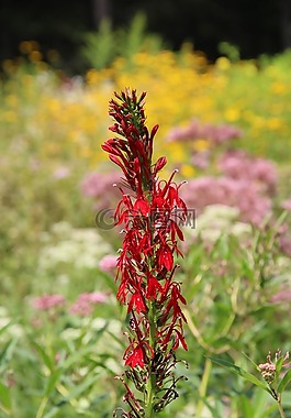 花,紅色,黃色