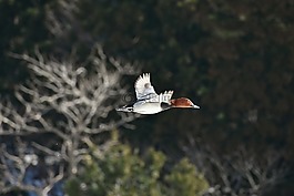 動物,鳥,野生鳥類