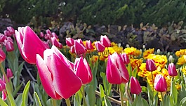 郁金香,鮮花,春天
