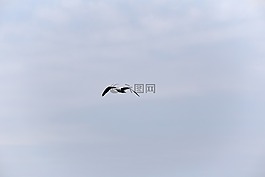 動(dòng)物,鳥,飛行