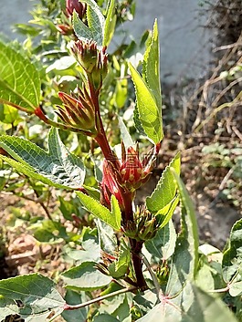 花,自然,綠色