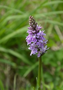 蘭花,花,紫