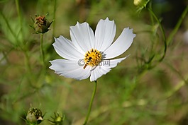 花卉,宇宙,夏季
