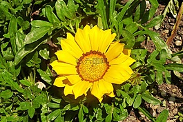 花,黃色,春天