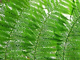蕨類植物,葉,性質(zhì)