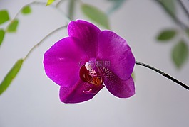 蘭花,蝴蝶蘭,花卉